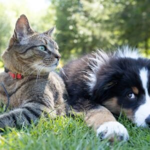 Pets